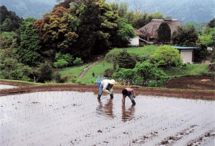 銅賞 「親子で田植え」深沢　真